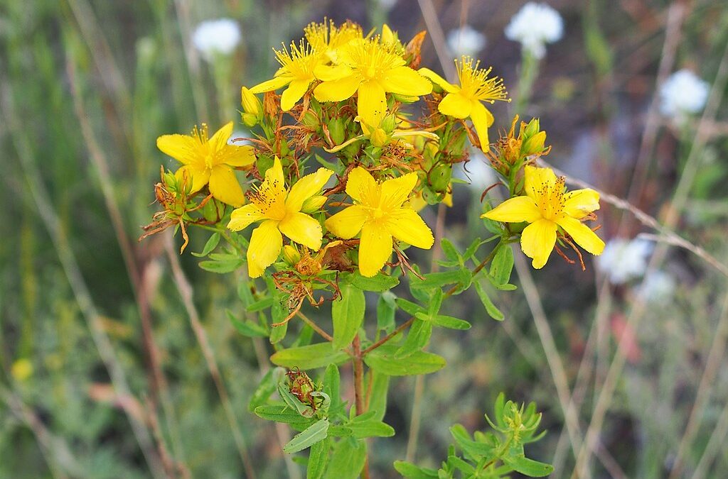 Cudze chwalicie, swego nie znacie– siła polskich ziół dla zdrowia ciała i umysłu