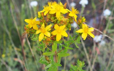 Cudze chwalicie, swego nie znacie– siła polskich ziół dla zdrowia ciała i umysłu